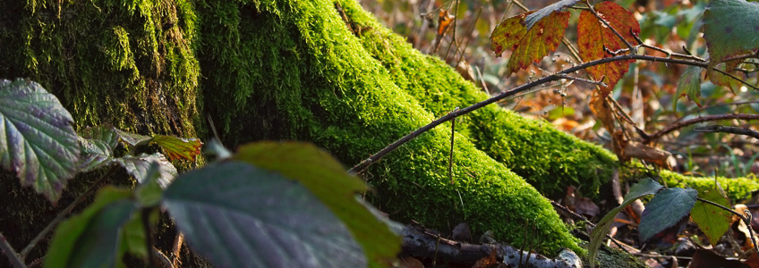 Witches Garden Post Beginning